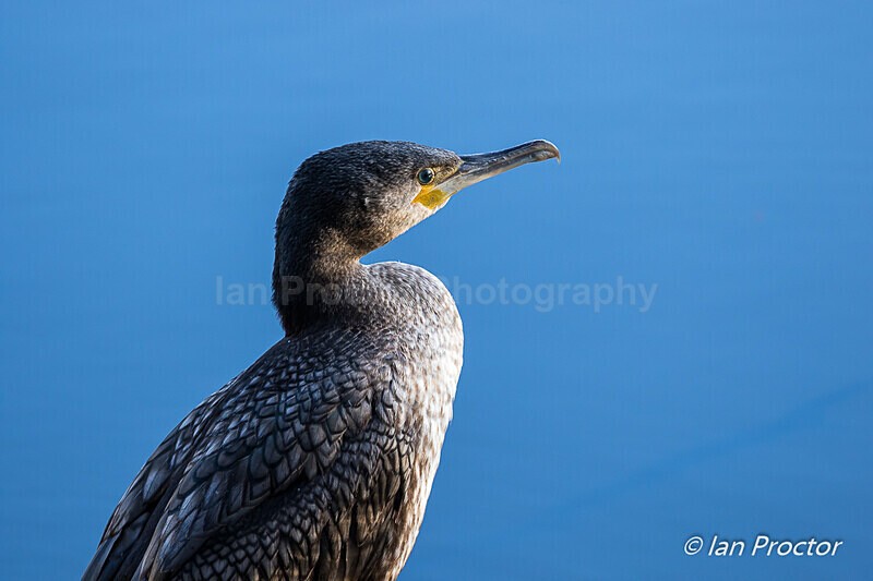 The Posing Cormorant - Nature