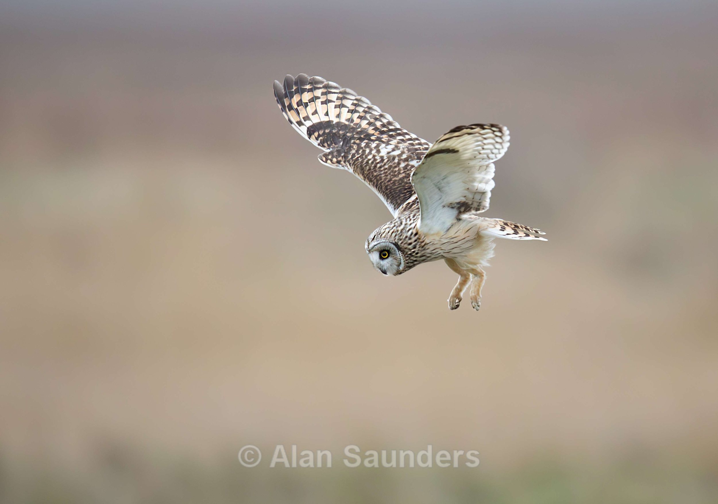 Short Eared Owl