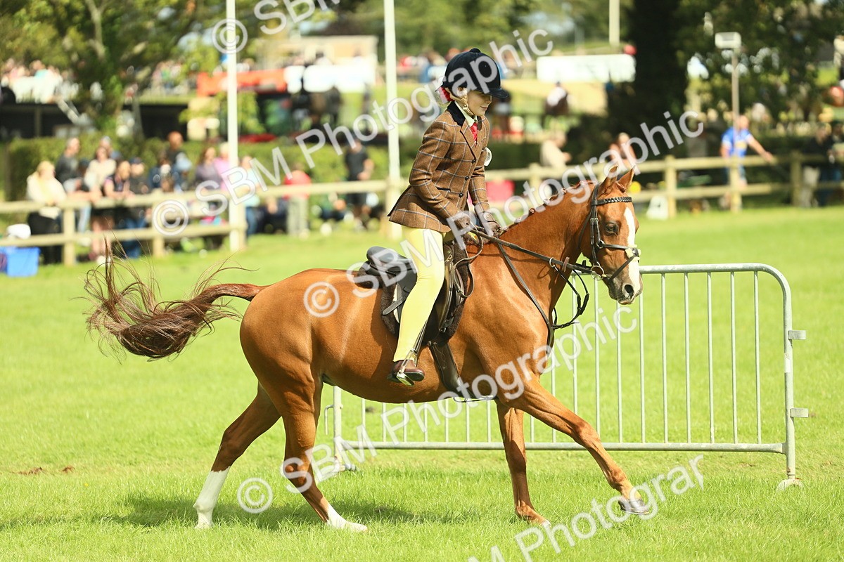 SBM_44830 - S31 - Working Hunter Pony