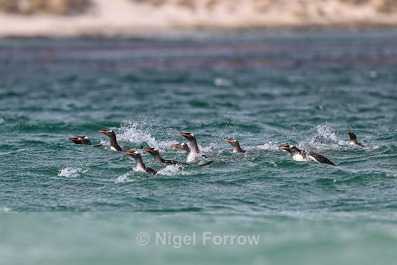 Gentoo Penguins offshore before landing on Carcass Island, Falklands - Gentoo Penguin