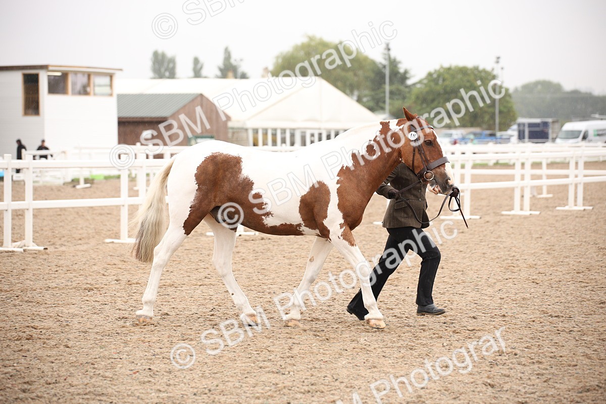 SBM_20125 - Class 702 - IH  Show Horse Pony