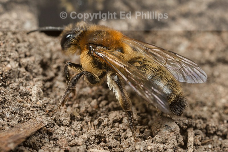 Andrena carantonica (f)