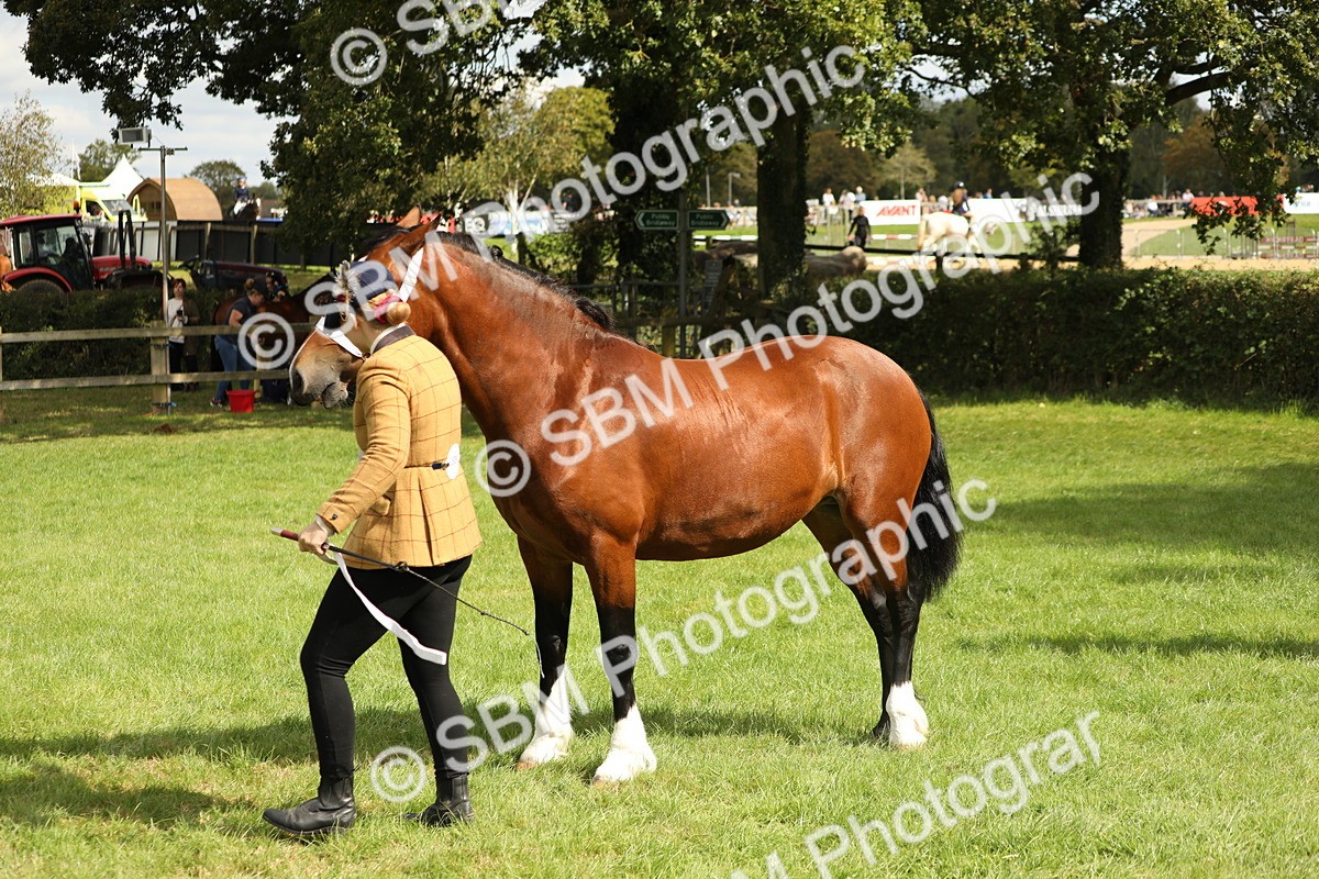 SBM_65422 - S47 - Mountain & Moorland In Hand Large Breeds