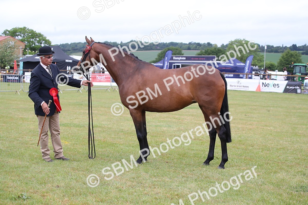 SBM_00185 - Class 17-20 - Arab & Part Bred - Anglo Arab In Hand