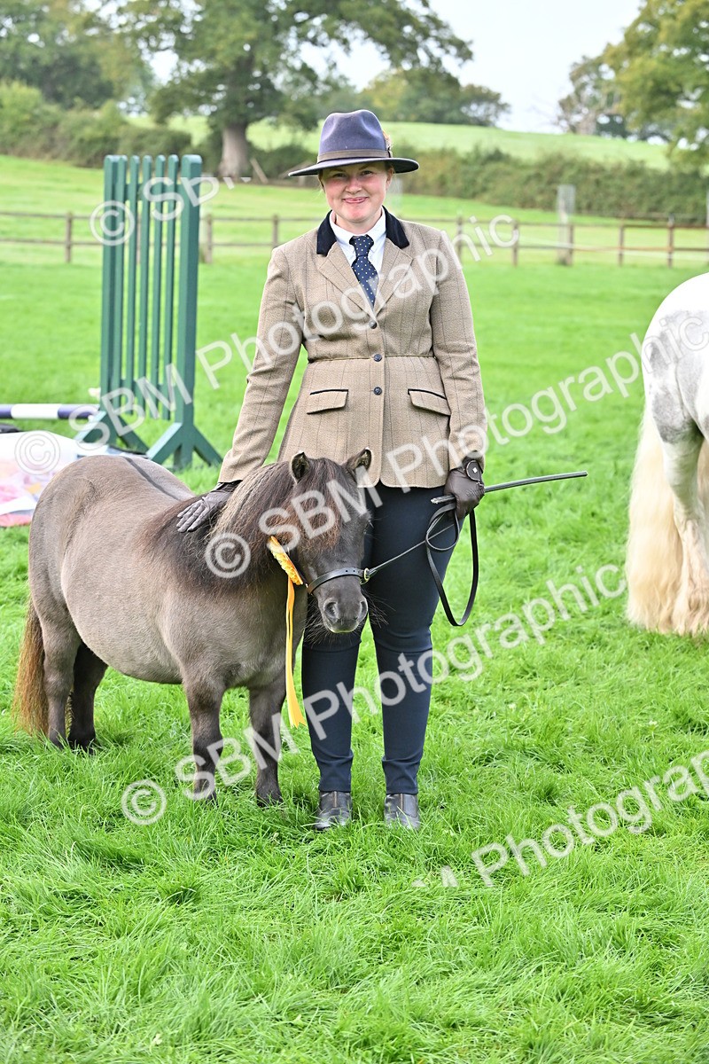 SBM_56980 - S45 - Coloured Pony In Hand