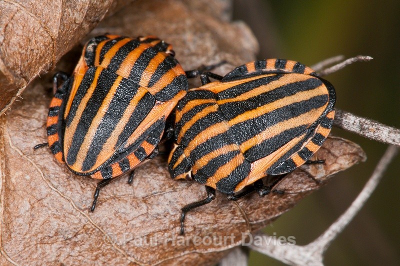  - Bugs: Macro insects