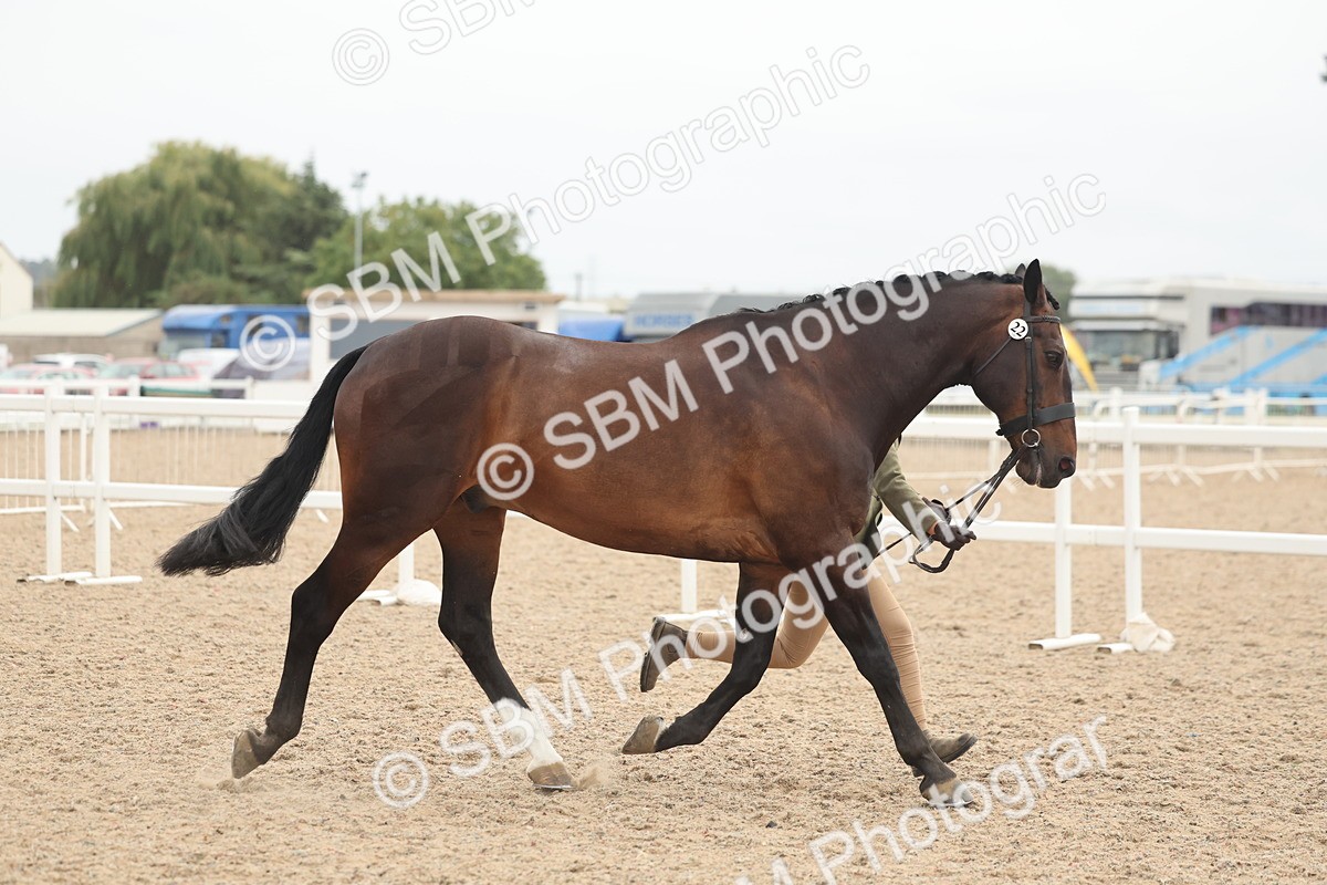 SBM_19811 - Class 318 - IH Part Bred Horse-Pony