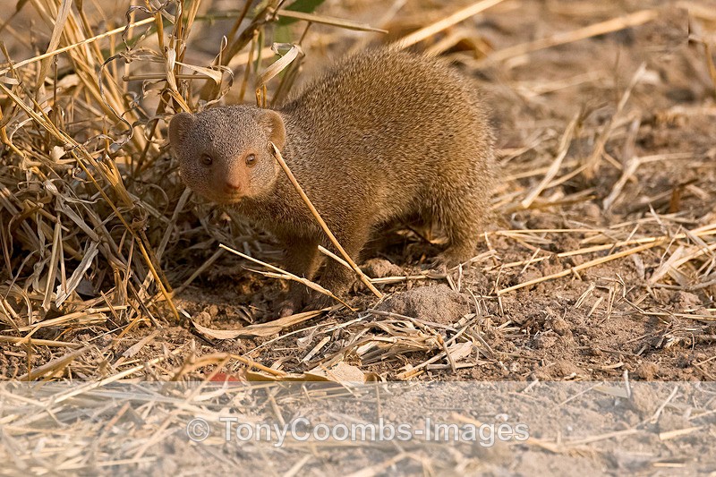 Dwarf Mongoose - Mana Pools ~ The Mammals