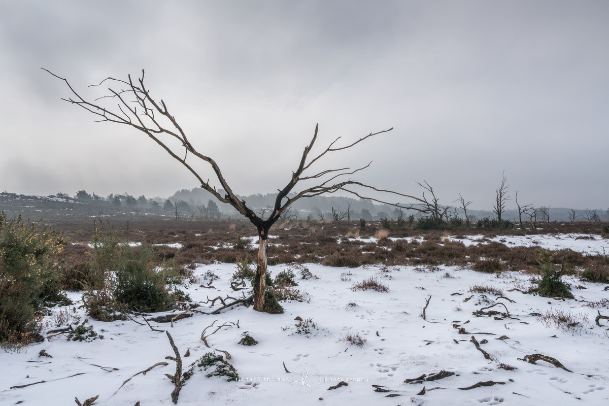 Charred - Snow II - Charred Recovery