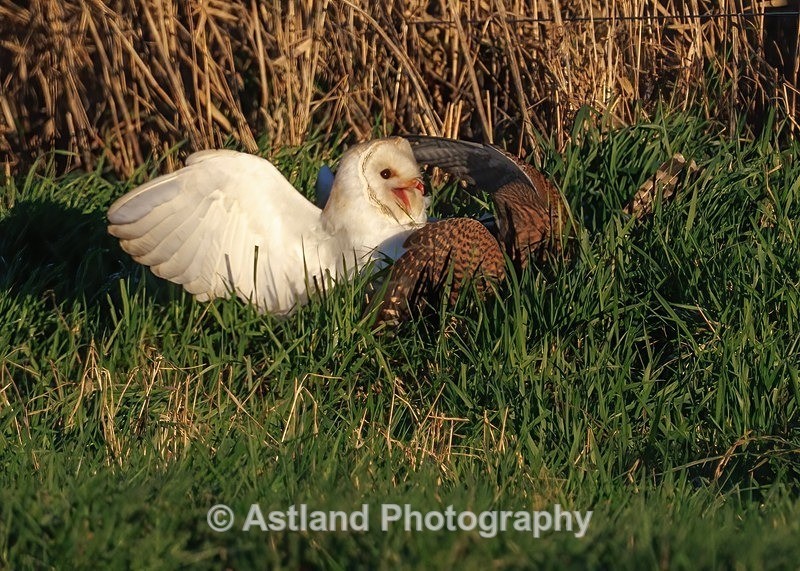 Barn Owl & Kestrel - Latest Images