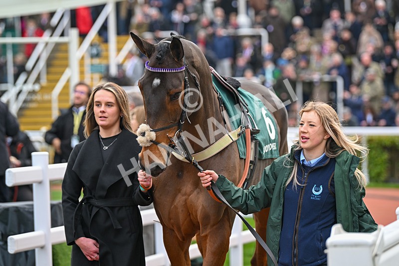 161124-Race 4-Paddock-Fugitif-0202 - Race 4