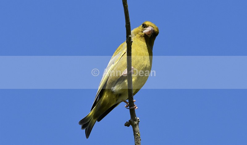 Here's looking at you! - Wildlife in the UK