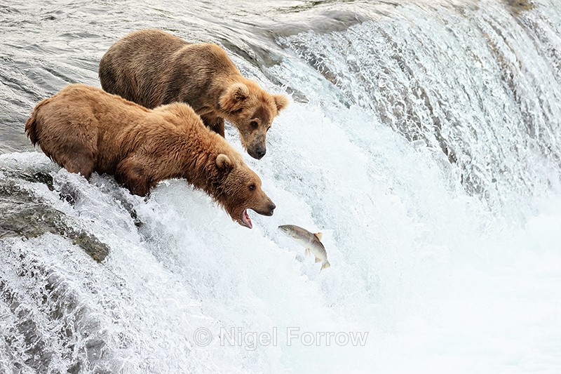 Brown Bear stretches for jumping salmon watched by another, Alaska - Brown Bear