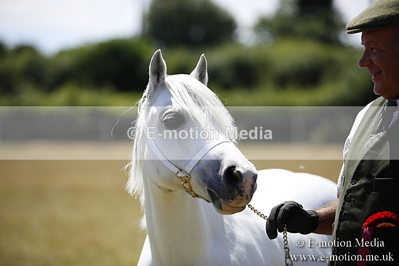 _C7A0187 - In Hand Championship BVRC Show 2018
