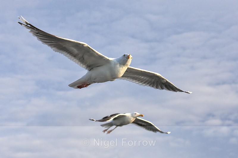 Two Herring Gulls alongside boat, Flatanger, Norway - Herring Gull