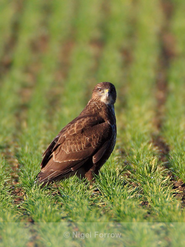 Buzzard in a field near Beckley, Oxfordshire - Buzzard
