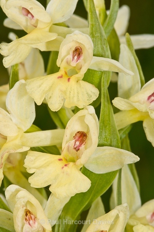  - Orchids - Dactylorhiza