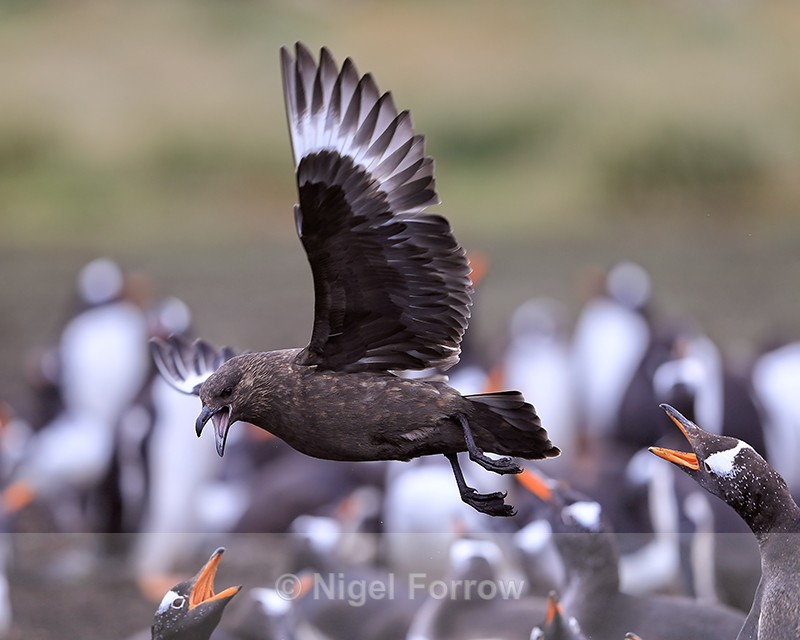 Brown Skua harassing Gentoo Penguins, Sea Lion Island, Falklands - Falkland (Brown) Skua