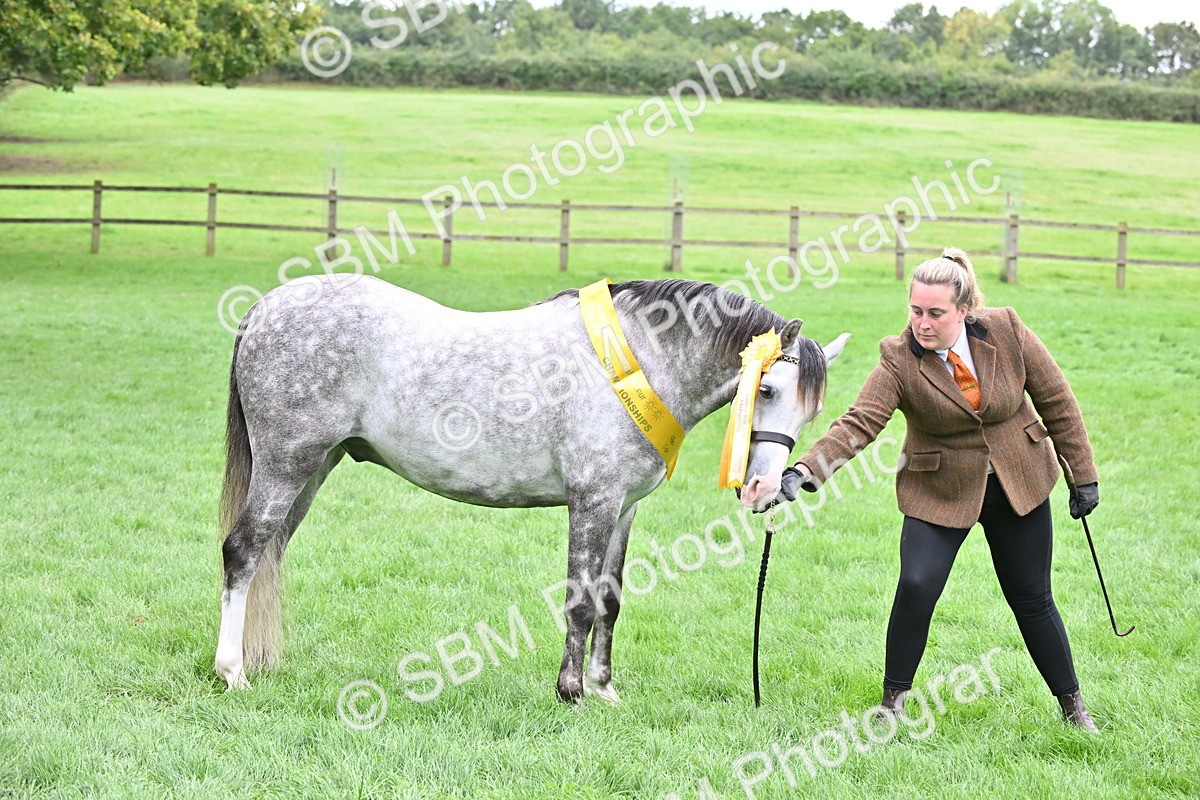 SBM_61046 - S48 - Mountain & Moorland In Hand Small Breeds
