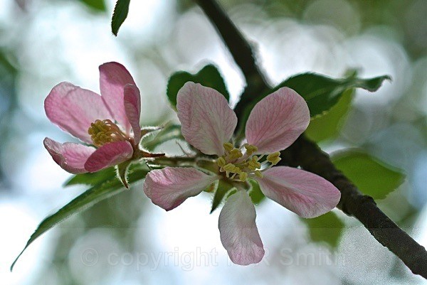 Apple Blossom - MACRO & CLOSE UPS 2