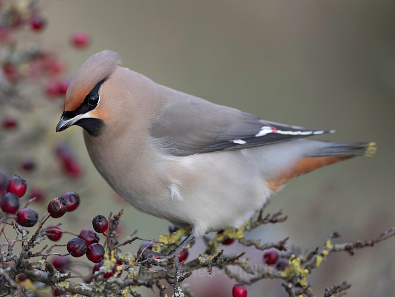 WAXWING HALKYN 11 - WAXWINGS. February 2024 [Halkyn Mountain, North Wales. UK ]
