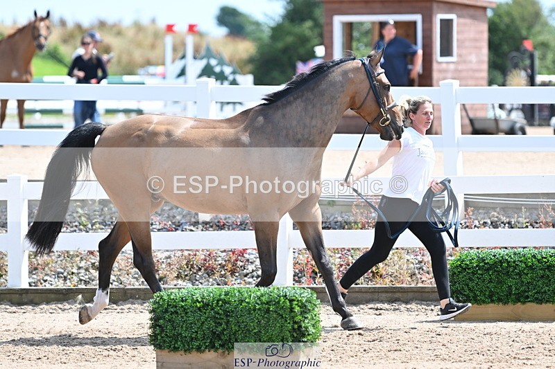 240717A-150438-02513 - Trot Up 3pm to 4pm