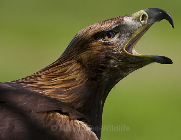 GOLDEN EAGLE - GOLDEN EAGLES