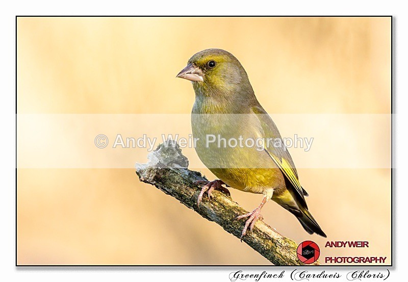 191204-7D-8E0A1493-Edit - Finches