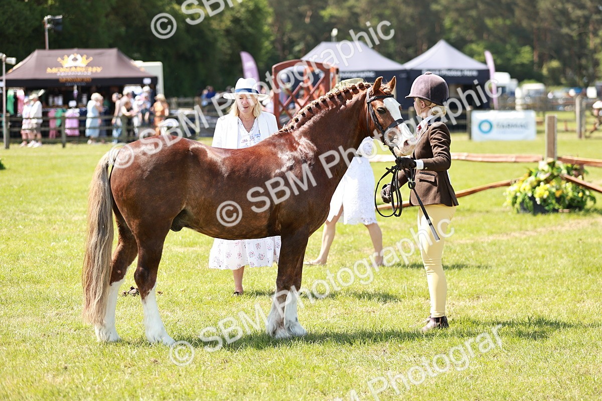 SBM_15537 - Class 108-109 - BSPS LIHS Open Gradle & Nursery Stakes