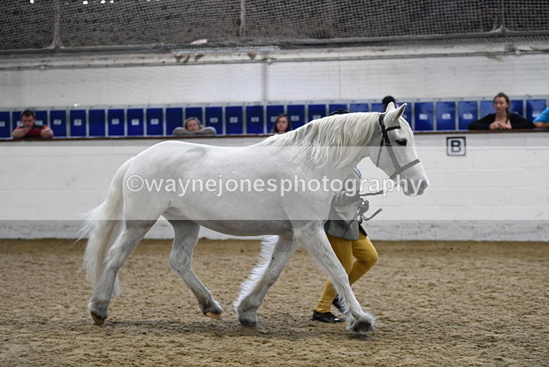 WJ5_4630 - Class 3 Part Bred In hand