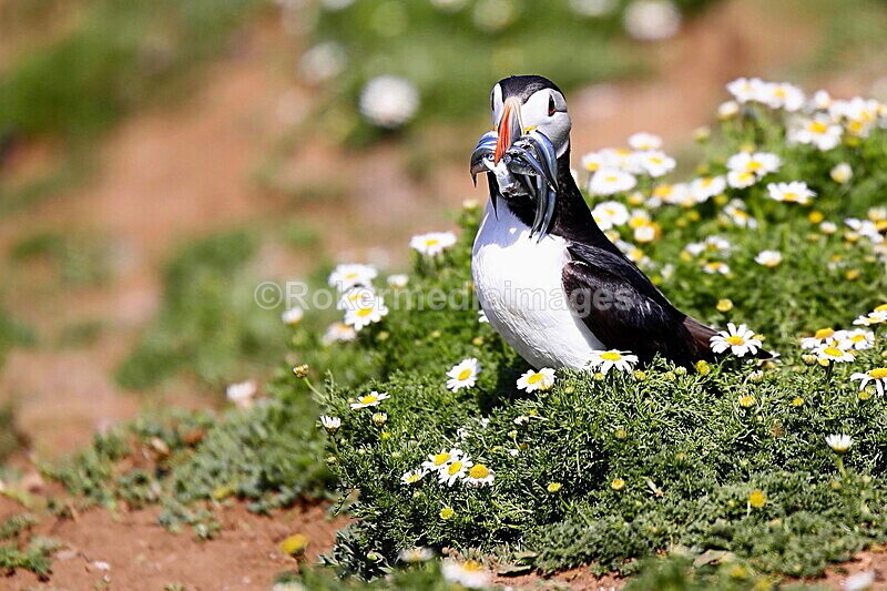 _56A7043 - Skomer 2019
