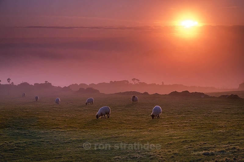 Sheep at Sunset - Life on Man