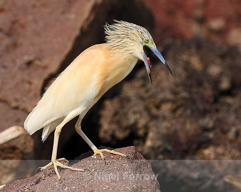 Squacco Heron with open bill showing serrated tongue - Squacco Heron