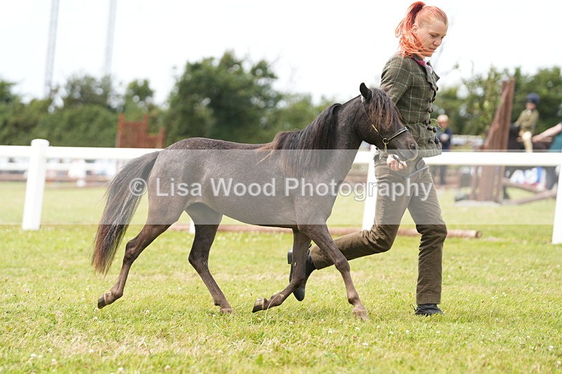 DSC06472 - Class 56: Miniature Horse 1, 2 & 3yr olds