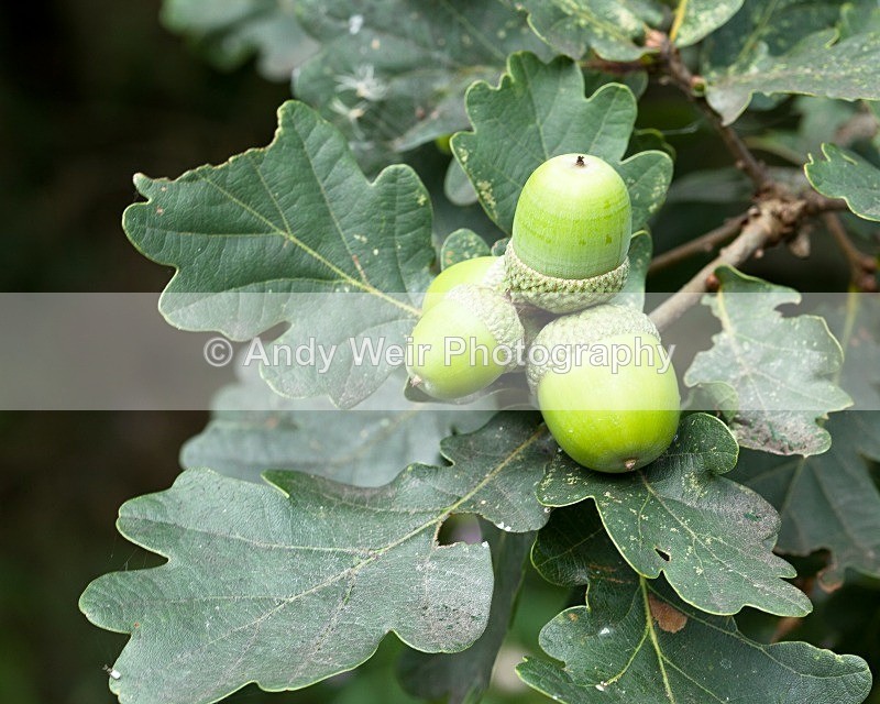 20110820-IMG_6344 - Plants and Flowers