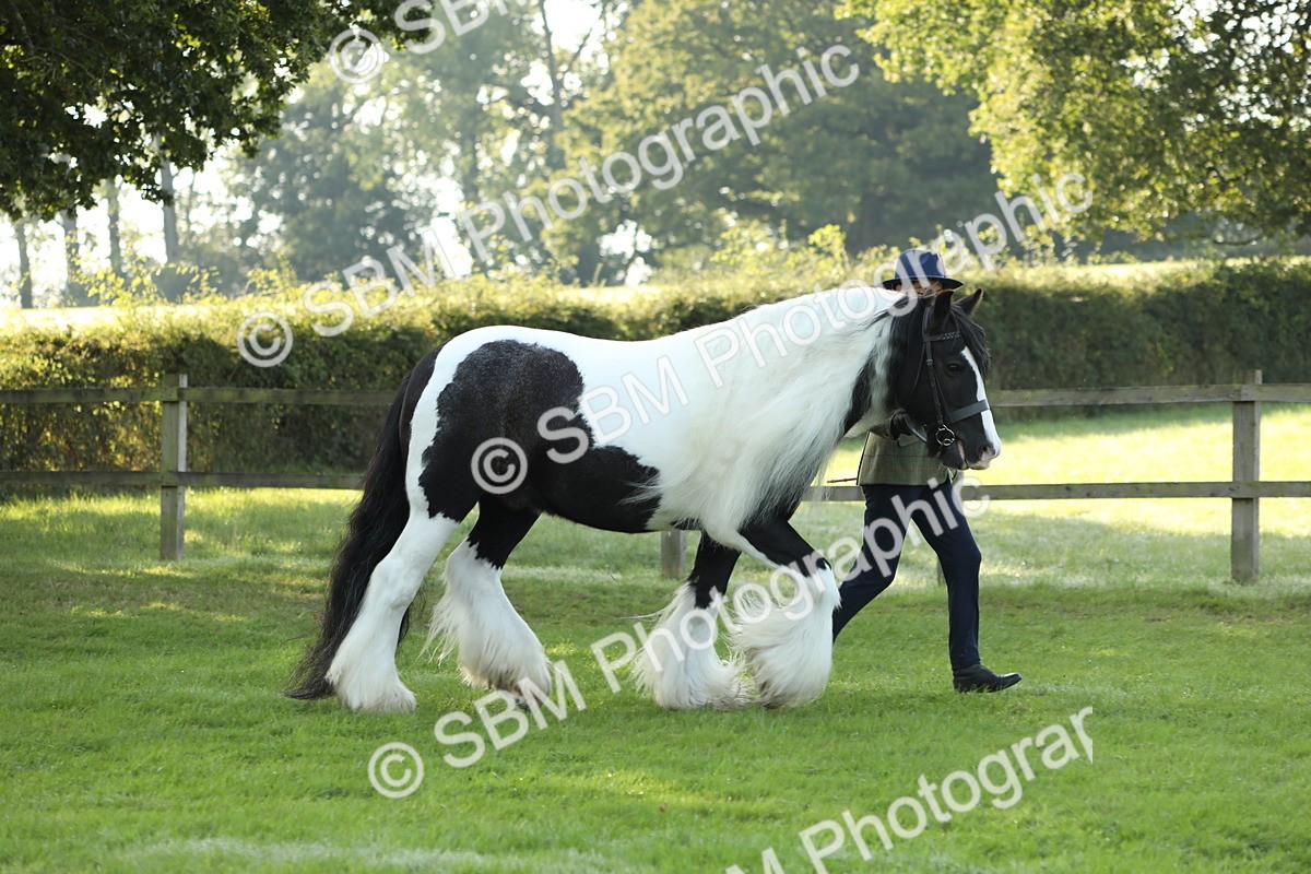 SBM_60851 - S43 - Coloured Pony In Hand