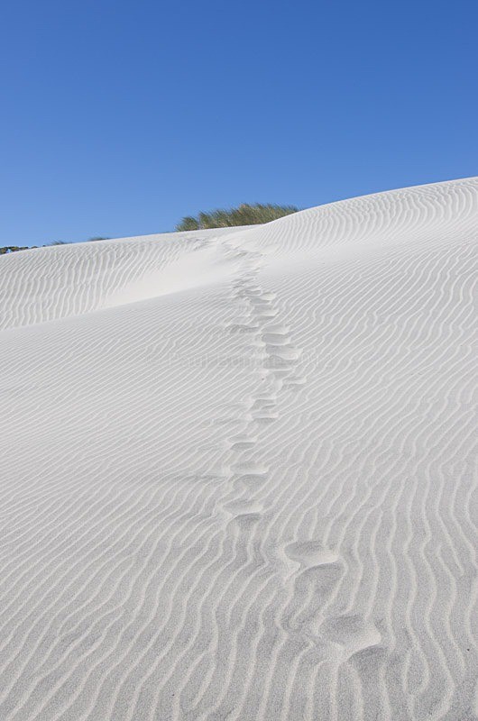 Wharariki Beach dunes - New Zealand South Island