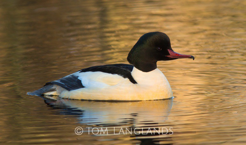 Goosander - Wildfowl