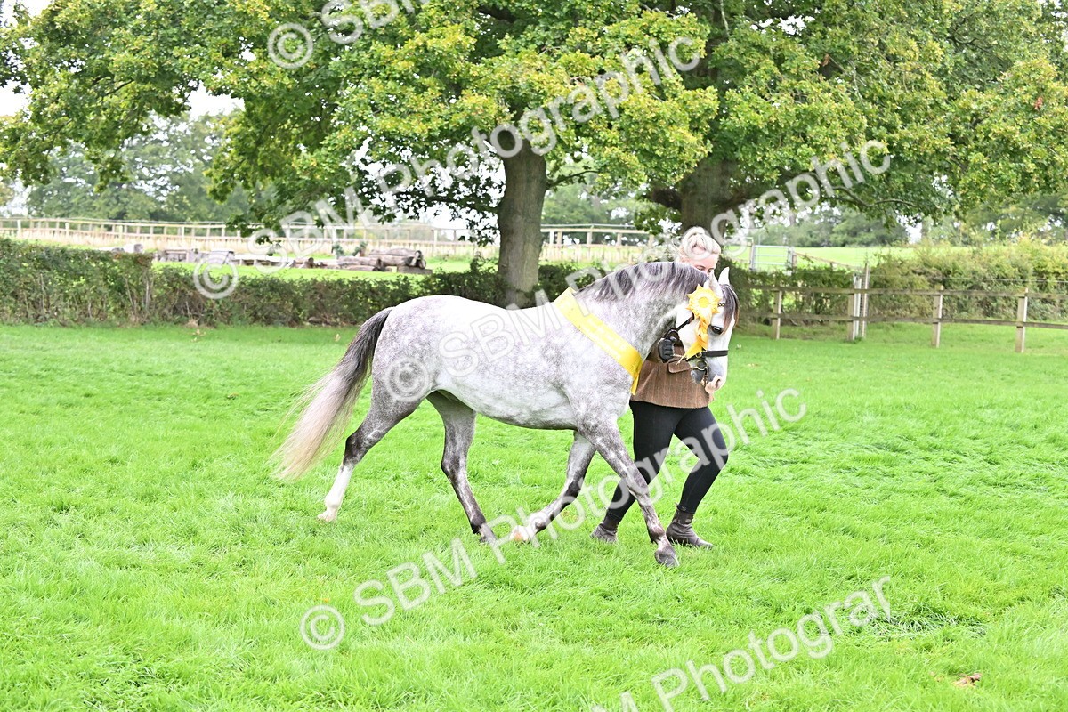 SBM_61102 - S48 - Mountain & Moorland In Hand Small Breeds