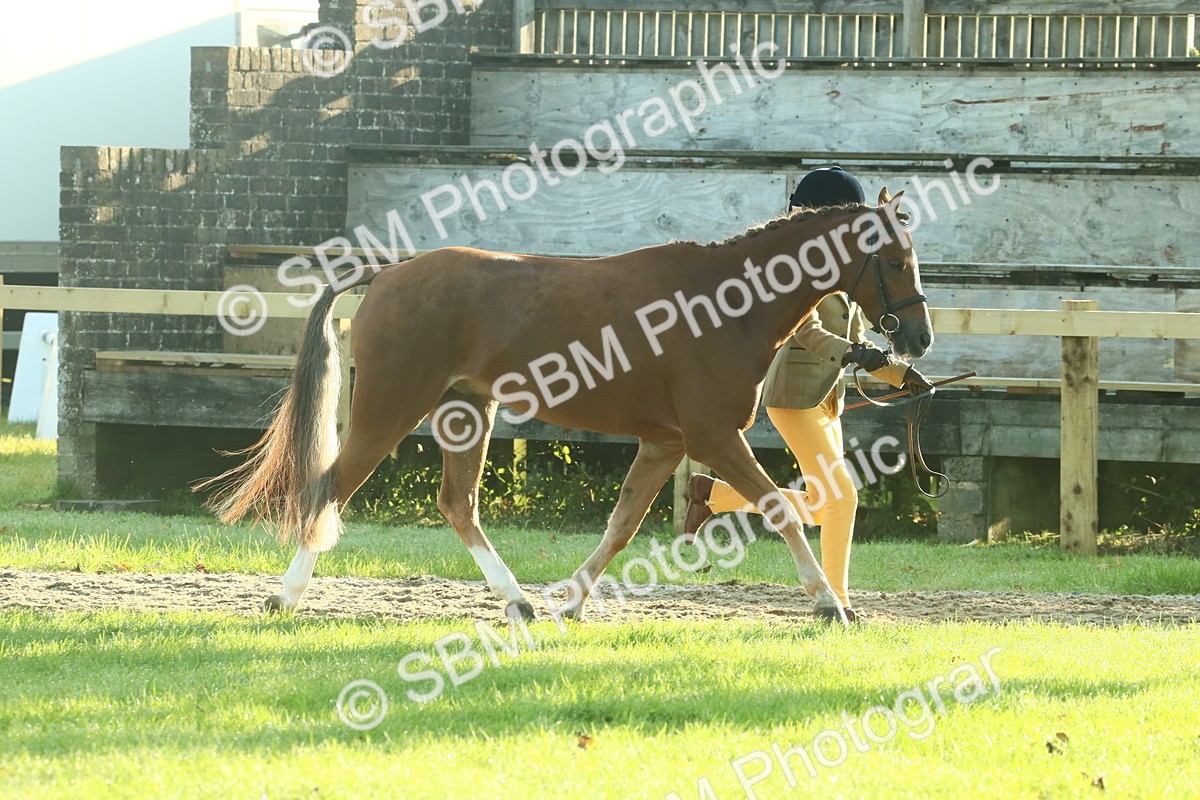 SBM_57404 - S37 - Starters In Hand Showing