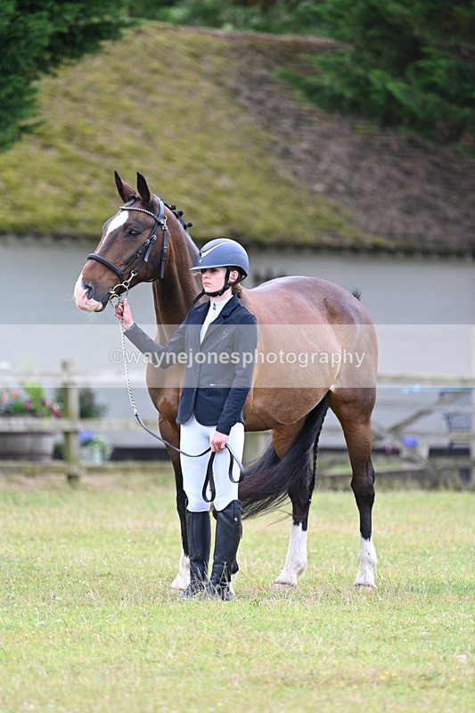 WJ7_7016 - Class 5a Most Handsome Gelding in Hand