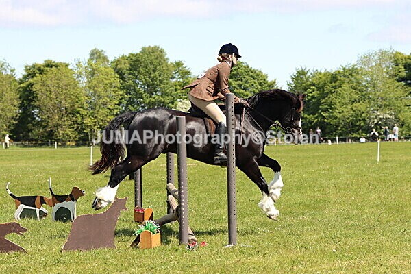 IMG_3694 - Working Hunter