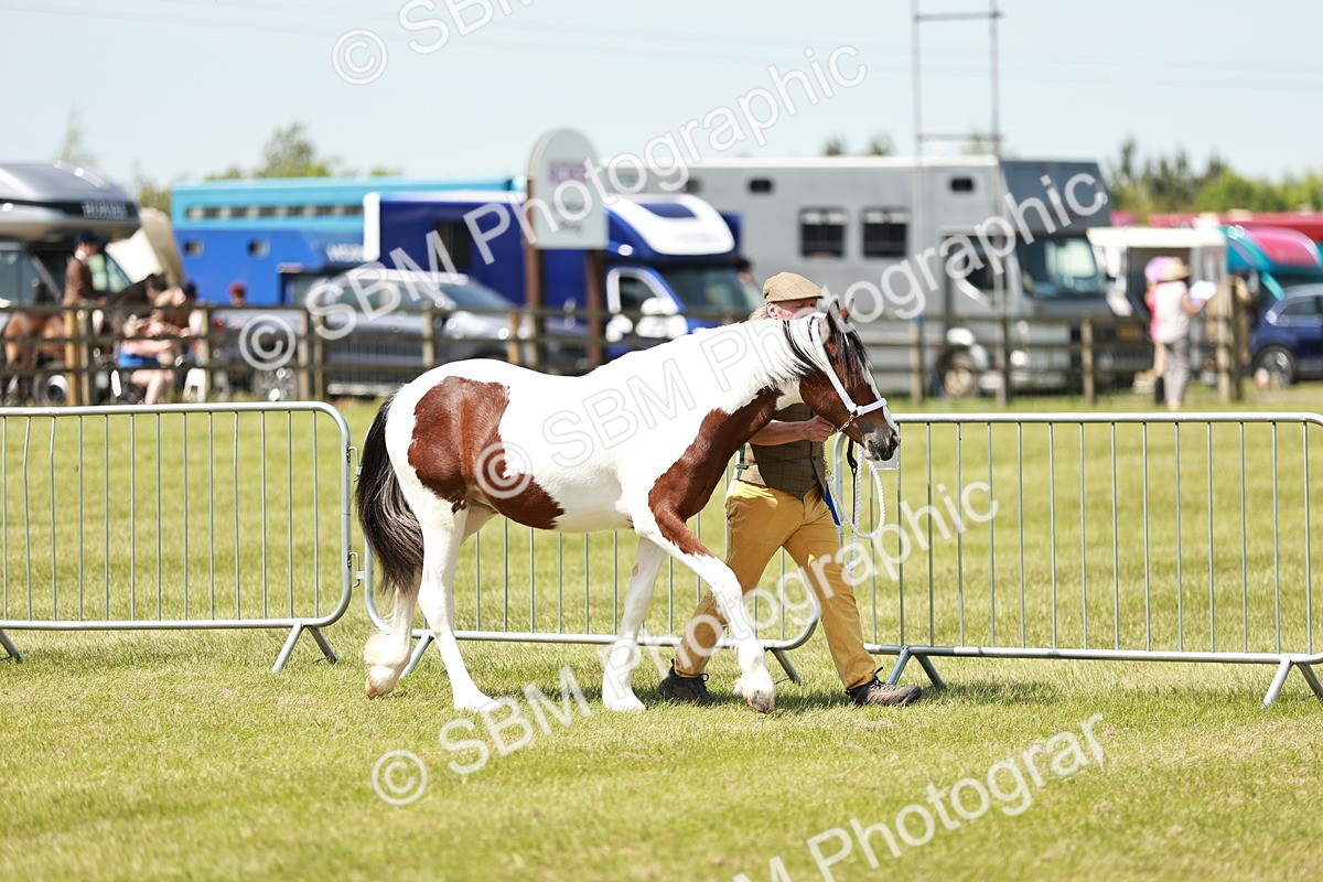 SBM_05485 - Class 41-45 - Riding Pony-Hunter Pony Breeding