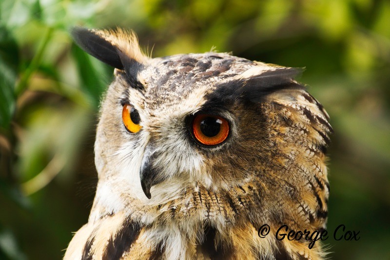 Eagle Owl - Birds of Prey