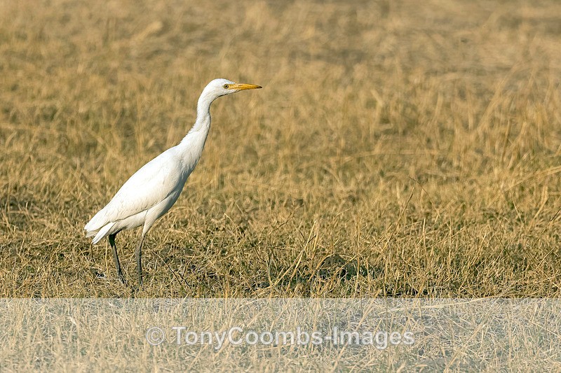 Cattle Egret - Botswana ~ Birds