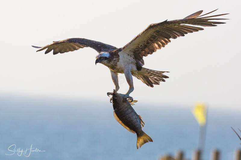 Osprey with Luderick 1