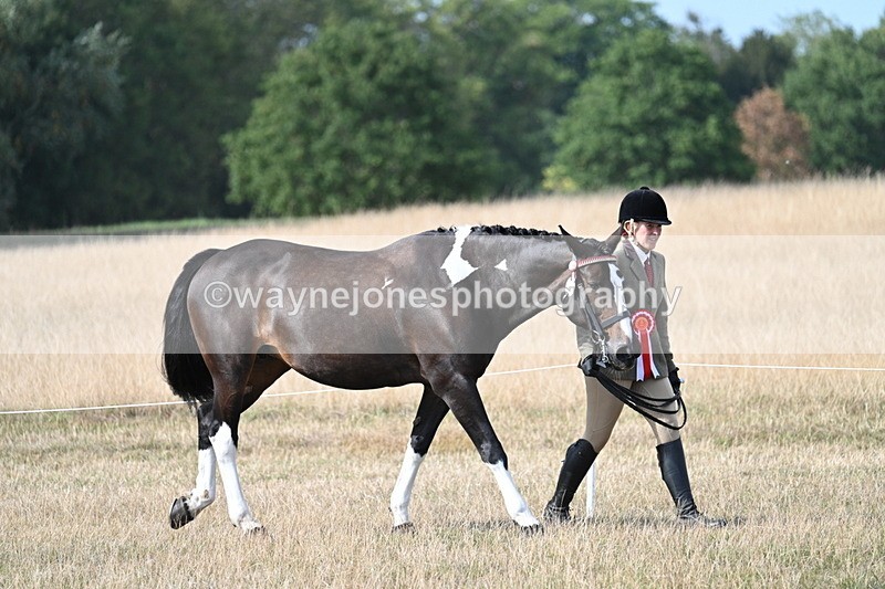 WJ7_8082 - In-hand Championship