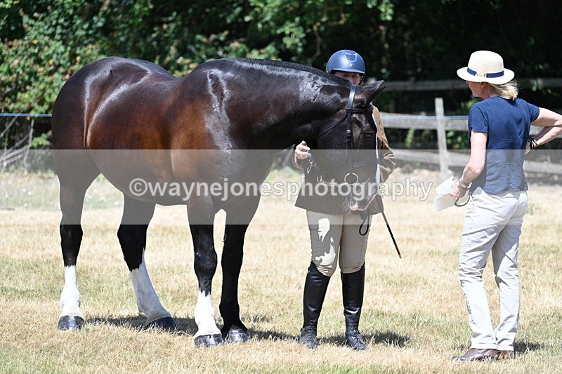 WJ7_2421 - Class 5a Most Handsome Gelding in hand (above 14.2hh)