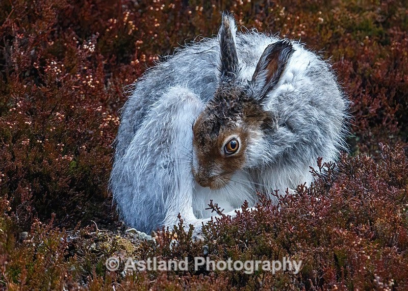 Mountain Hare - Latest Images