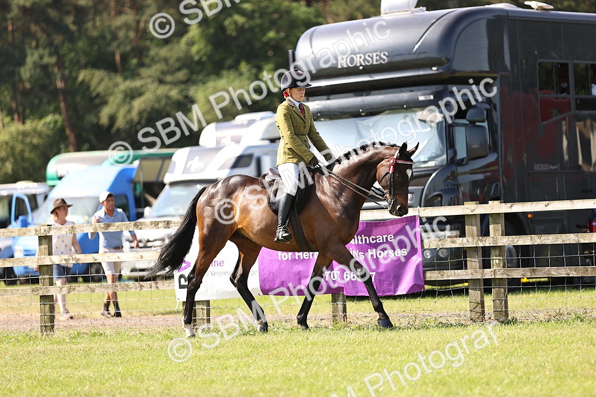 SBM_12977 - Class 75-76 LIHS BSHA Rising Star Hack Riding Horse